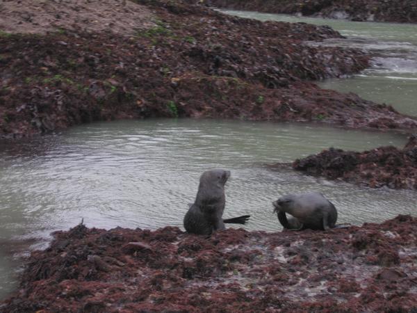 Baby seals at Wharariki Beach