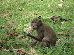 Local wildlife in the grounds of Angkor Thom