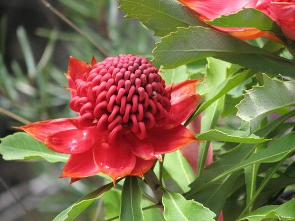 Waratah - the floral emblem of NSW