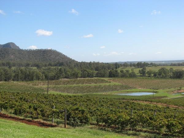 The vineyards of the Hunter Valley
