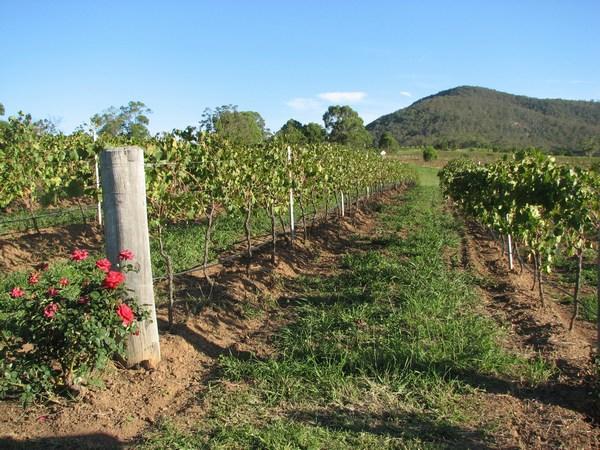The vineyards of the Hunter Valley
