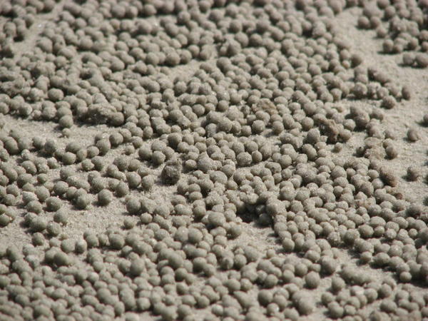 The discarded balls of sand created by crabs