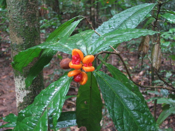 More fruits in the rainforest