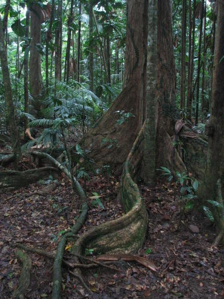 Huge buttress roots of the rainforest trees