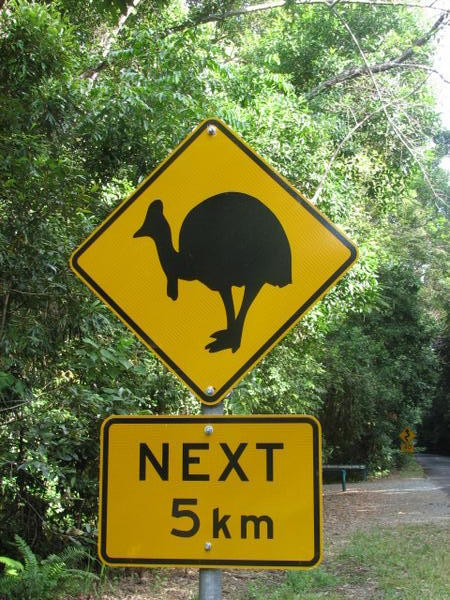 In search of the Cassowary