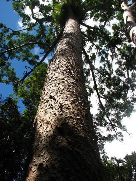 Huge Kauri Trees at Lake Barrine