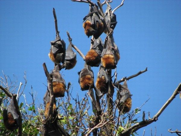 Fruit bats in the botanical gardens