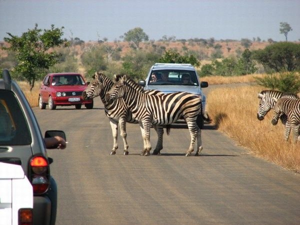 Zebra crossing....