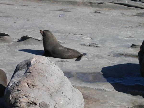 More seals!