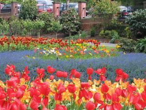 The Tulip Festival at the botanical gardens in Wellington... it was a very windy day