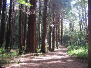 Walking through the Rimutaka forest