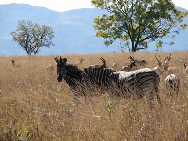 Walking with Zebra