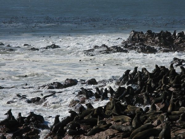 Hundreds of Cape fur seals everywhere at Cape Cross