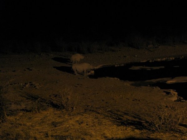 Black Rhino drinking at night