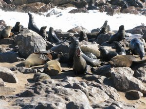 Capr fur seals, Cape Cross, Namibia 