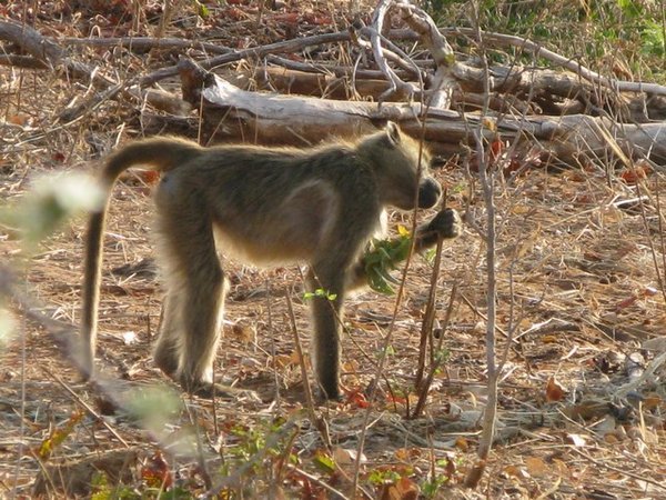Baboons at Chobe 
