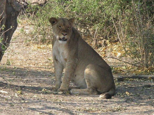 The very pregnant lioness