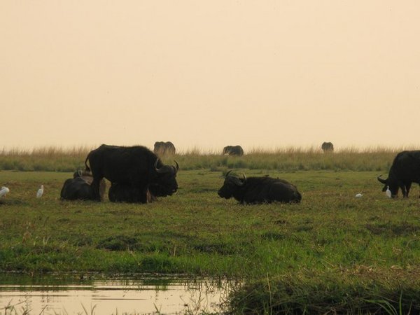 Buffalo at Chobe