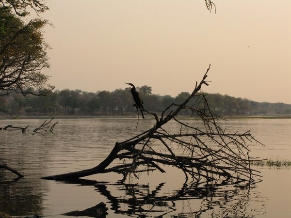 Chobe River