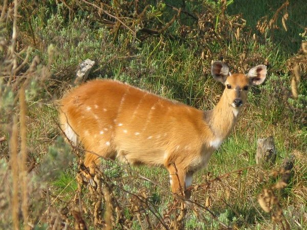 Bush buck, Nyika National Park