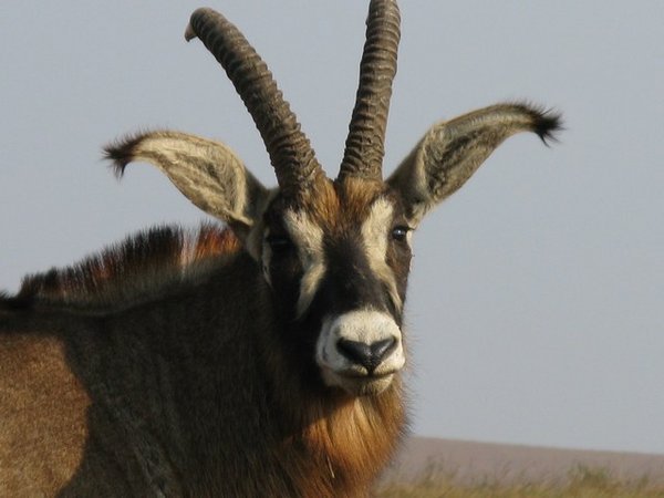 Roan antelope, Nyika 