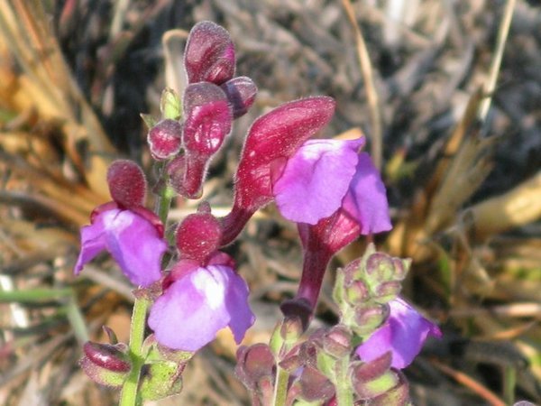 Flora on the Nyika Plateau