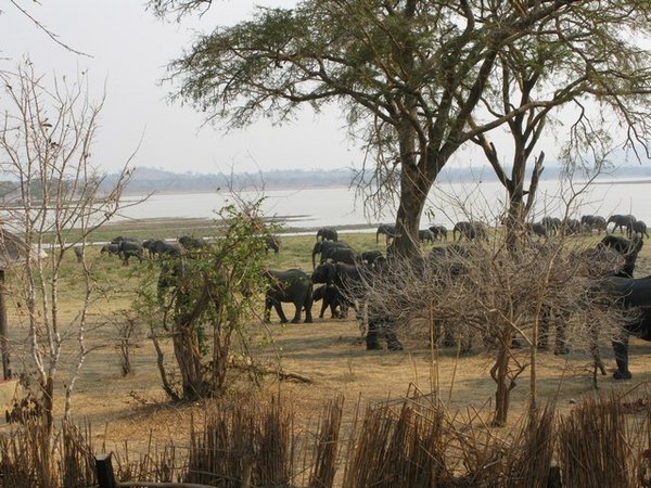 Elephants at Vwaza