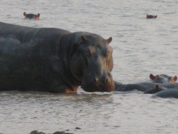 Hippos in the lake, Vwaza