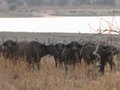 African Buffalo - apparently not so dangerous when they