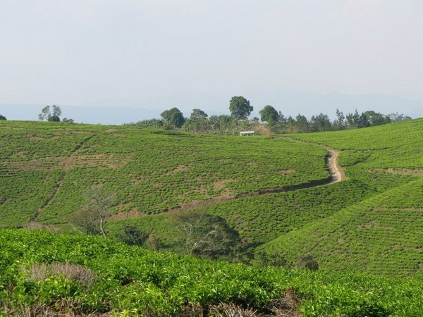 Endless Tea Plantations, South Tanzania