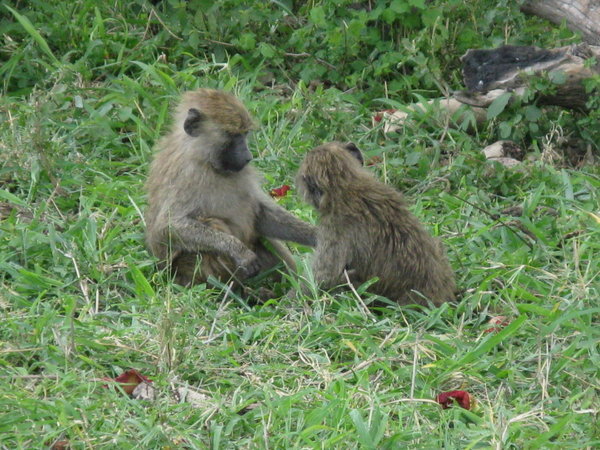Baby baboons causing mischief