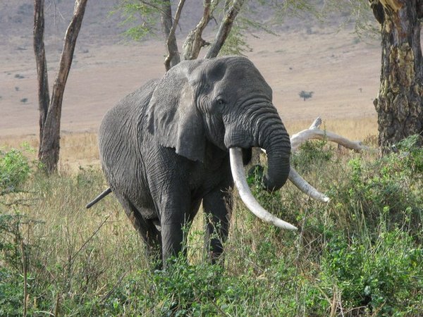 A very old elephant from the length of the tusks