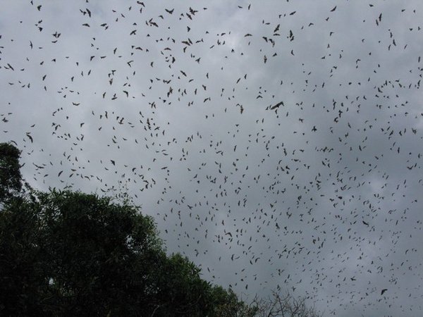 Bats over lake Kivu