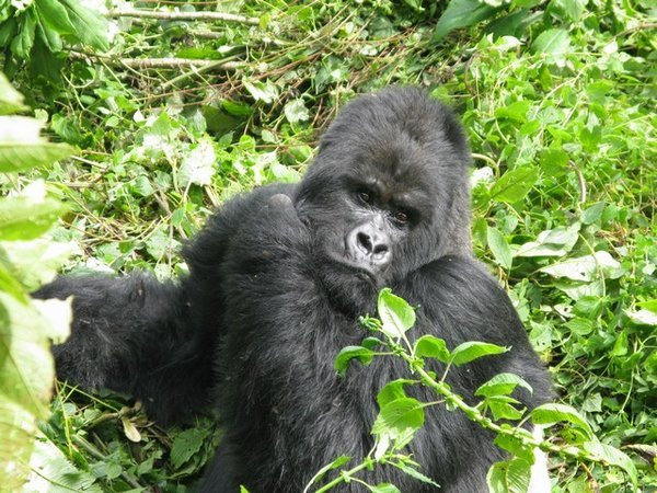 silverback meaning for african american