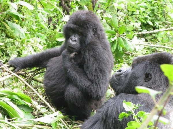 Hmmm, ponder.... Mountain Gorillas, Rwanda