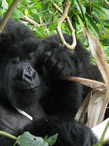 Gorilla trekking, Rwanda