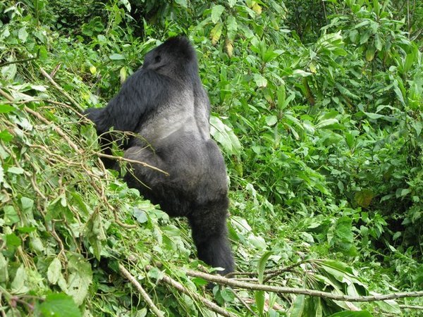 Making an escape - the Silverback was HUGE!
