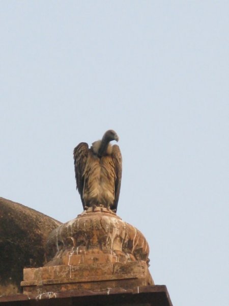 Vultures on the temple roof at Orchha