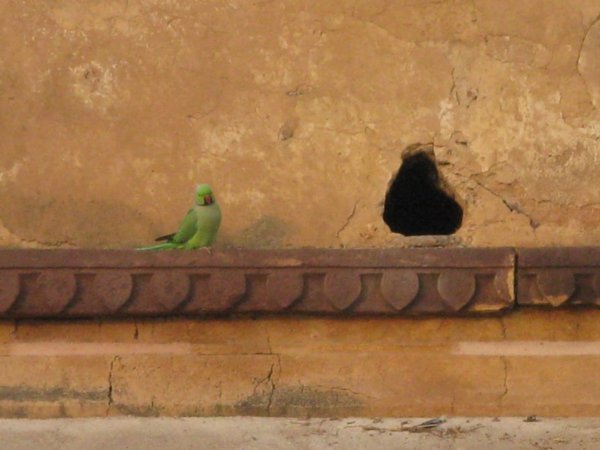 Parrots on the temple walls at Orchha