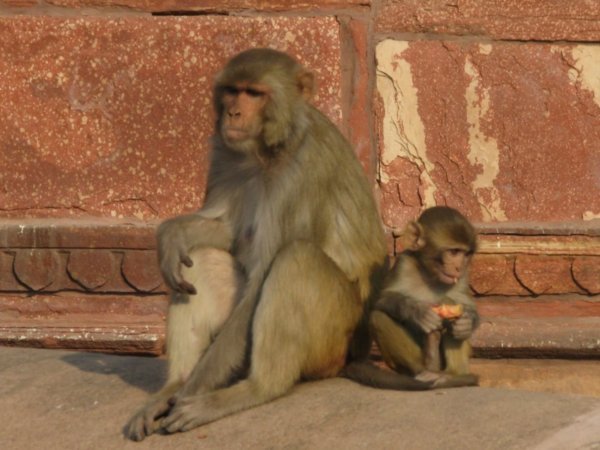 Trouble at the Red Fort, Agra