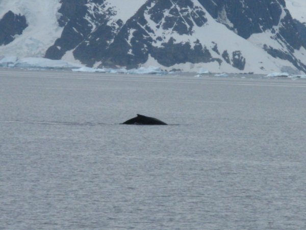 Whale watching from the boat