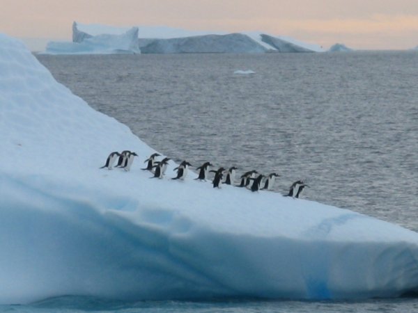 More penguins on icebergs