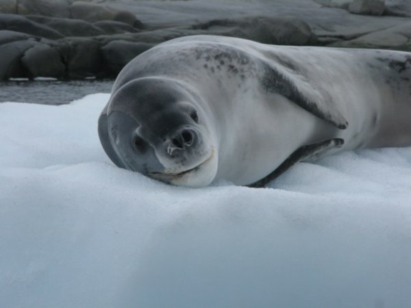 More lepoard seals