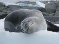 More lepoard seals