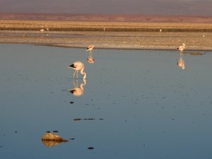Flamingos at Laguna Chaxa in Salar de Atacama