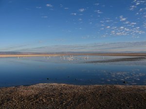 Laguna Chaxa in Salar de Atacama