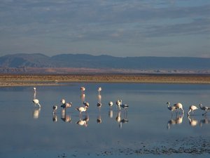 Flamingos at Laguna Chaxa in Salar de Atacama