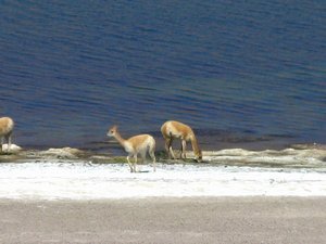 Vicuna on the shores of Laguna Miniques