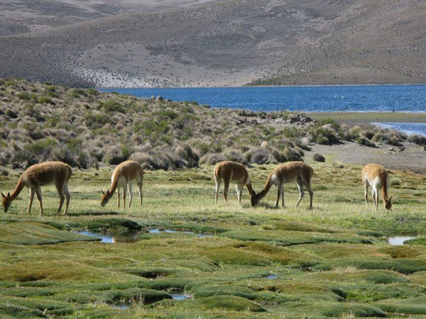 Vicunas grazing by the lake shore, Lauca NP