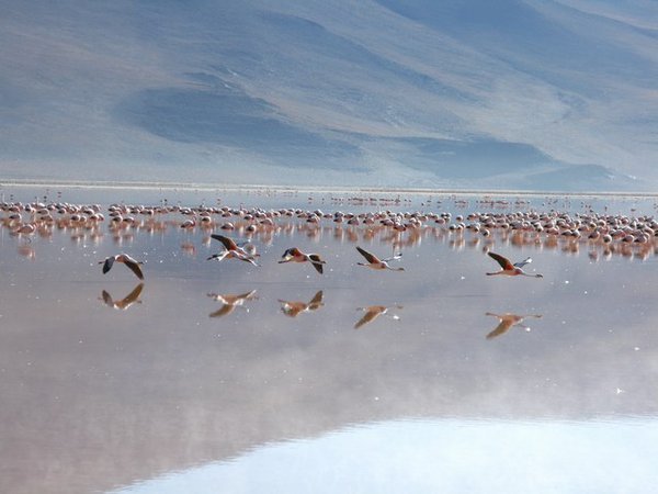 Day 3: Flamingos flying, Laguna Colorada